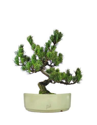 Pino Pentaphilla Giapponese