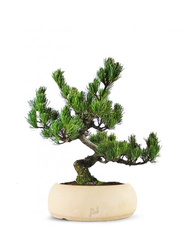 Pino Pentaphilla Giapponese