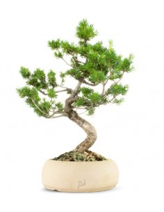 Pinus Pentaphilla