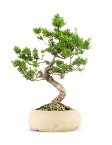 Pinus Pentaphilla