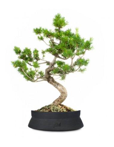 Pinus Pentaphilla