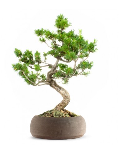 Pinus Pentaphilla