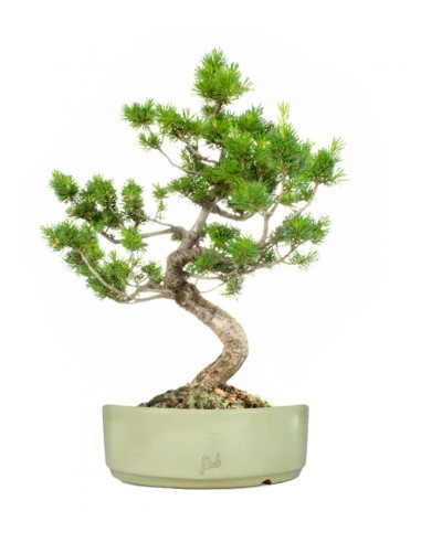 Pinus Pentaphilla