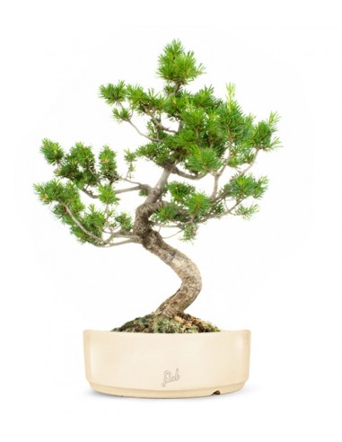Pinus Pentaphilla