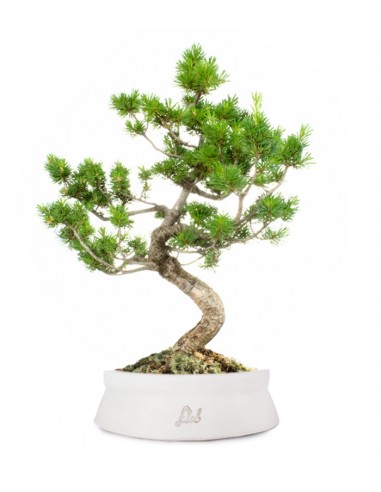 Pinus Pentaphilla