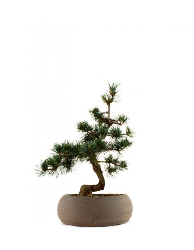 Pinus Pentaphilla M