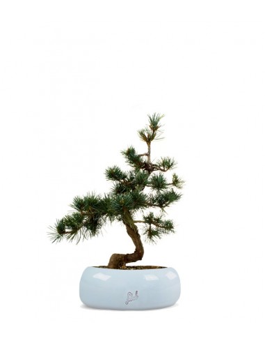 Pinus Pentaphilla M