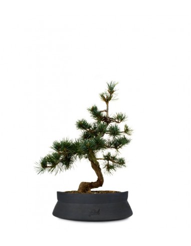 Pinus Pentaphilla M