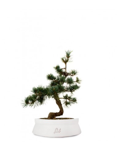 Pinus Pentaphilla M