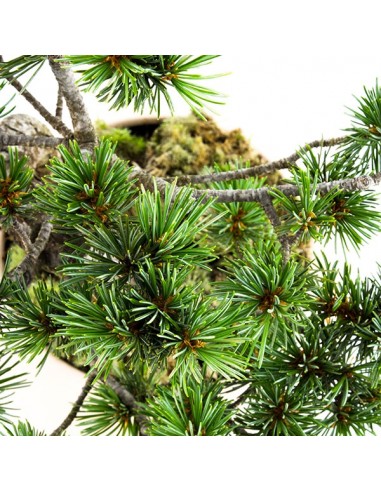 Pinus Pentaphilla M