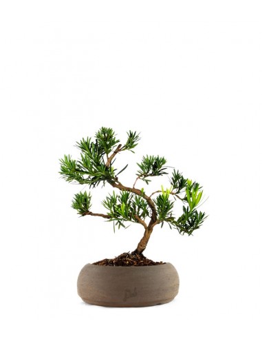 Podocarpus