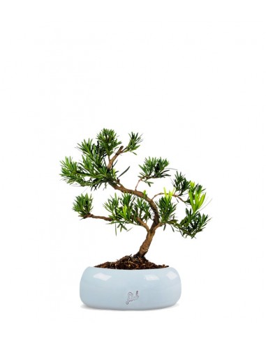 Podocarpus