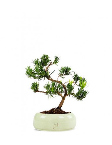 Podocarpus
