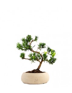Podocarpus 2