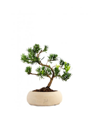 Podocarpus