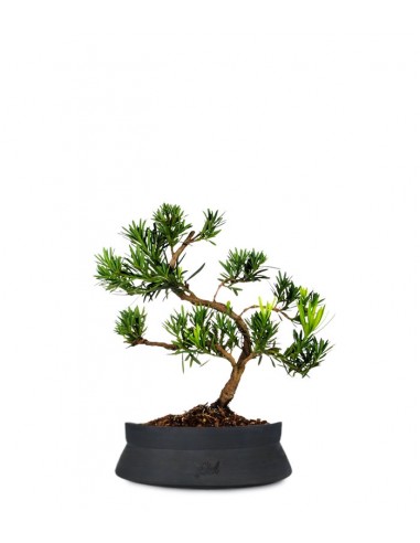 Podocarpus