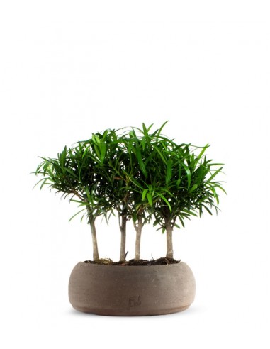 Podocarpus Boschetto L