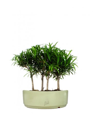 Podocarpus Boschetto L