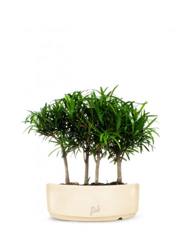 Podocarpus Boschetto L