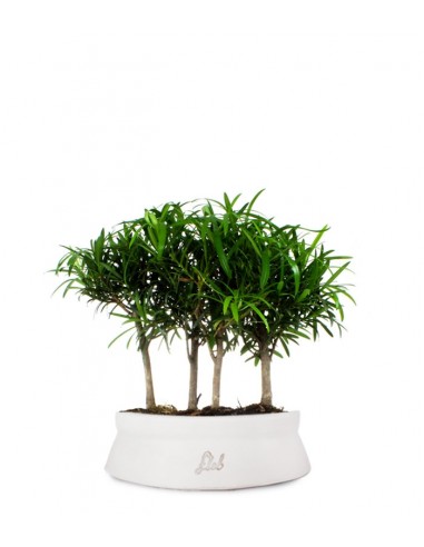 Podocarpus Boschetto L