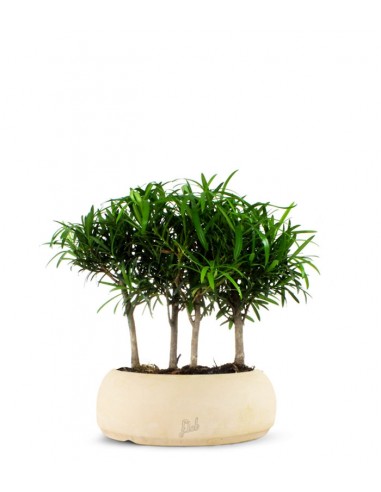 Podocarpus Boschetto L