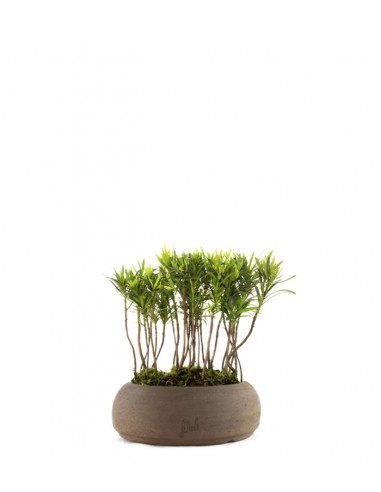 Podocarpus Boschetto S