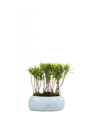 Podocarpus Boschetto S