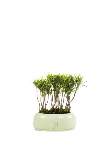 Podocarpus Boschetto S