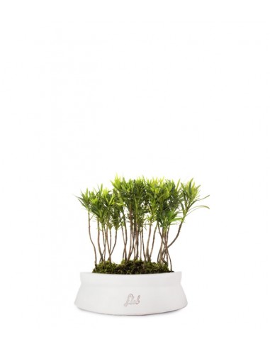Podocarpus Boschetto S