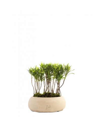 Podocarpus Boschetto S