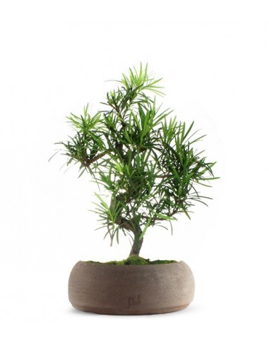Podocarpus L