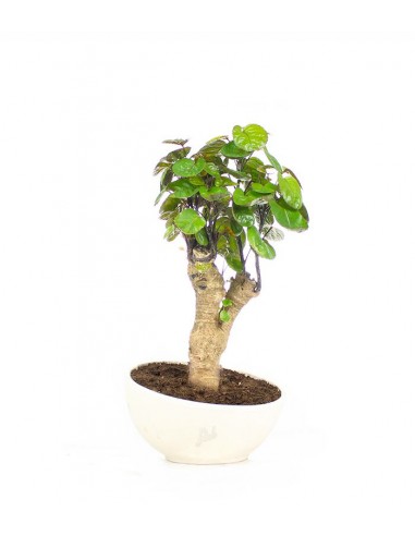 Polyscias Fabian vaso ciotola in...