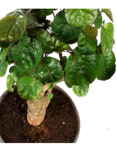 Polyscias Fabian vaso ciotola in...