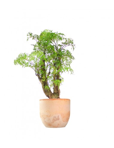 Polyscias Fruticosa