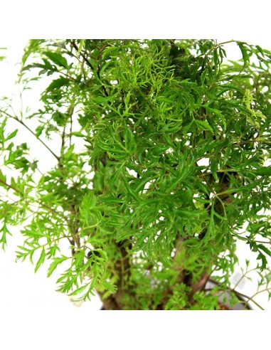Polyscias Fruticosa