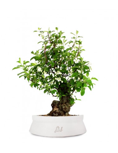 Prunus Mume XL