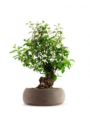Prunus Mume XL