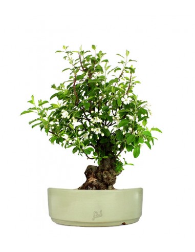Prunus Mume XL