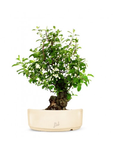 Prunus Mume XL