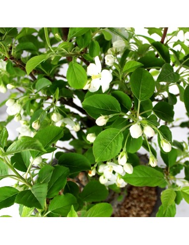 Prunus Mume XL