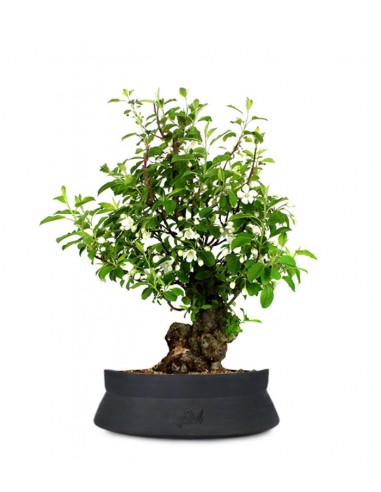Prunus Mume XL