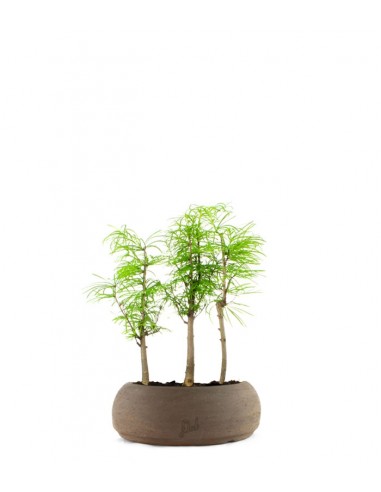 Pseudolarix boschetto