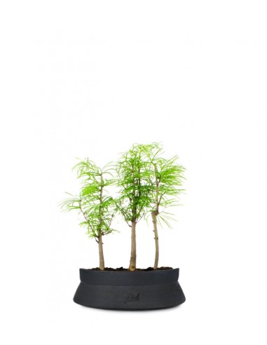 Pseudolarix boschetto