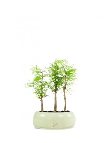 Pseudolarix boschetto