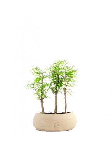 Pseudolarix boschetto