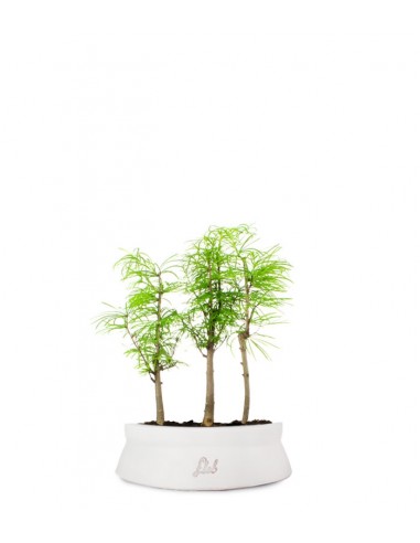 Pseudolarix boschetto