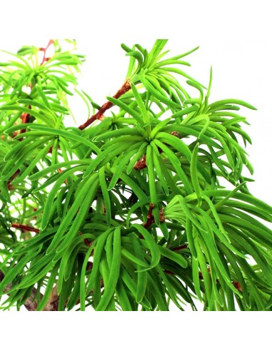 Pseudolarix boschetto