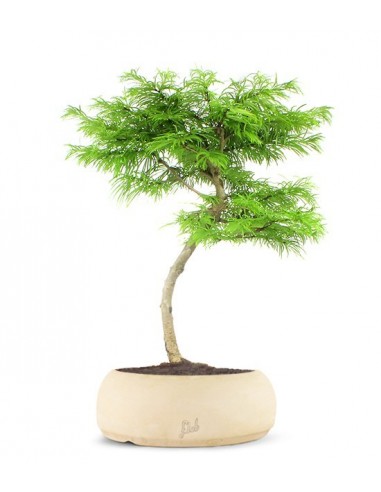 Pseudolarix L