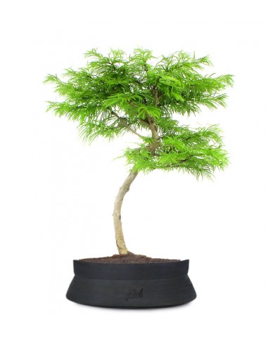 Pseudolarix L