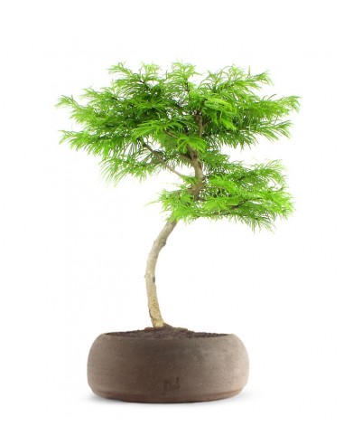 Pseudolarix L